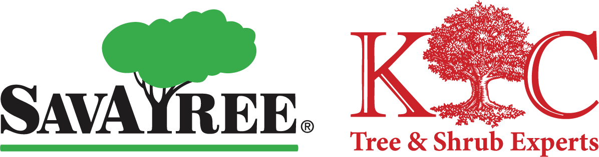 Tree Service and Shrub Experts | Northvale NJ | Kens Tree Care